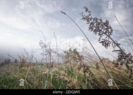 Herbe et herbes sur un champ humide après la pluie par temps nuageux Banque D'Images