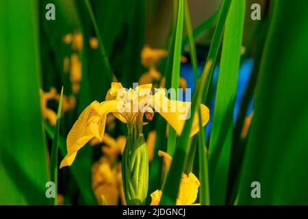 Iris pseudacorus (drapeau jaune, iris jaune) sur les rives de l'étang paysagé. Fleur pseudo-iris jaune sur fond vert foncé flou. Foyer sélectif Banque D'Images