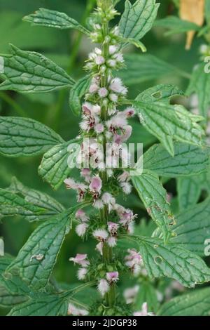 Gros plan vertical détaillé sur les fleurs roses velues de Motherwort, Leonurus cardiaca dans le jardin Banque D'Images