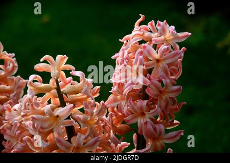 Orange/Rose jacinthus orientalis 'Gypsy Queen' (jacinthe hollandaise) cultivé dans un jardin de campagne anglais, Lancashire, Angleterre, Royaume-Uni Banque D'Images