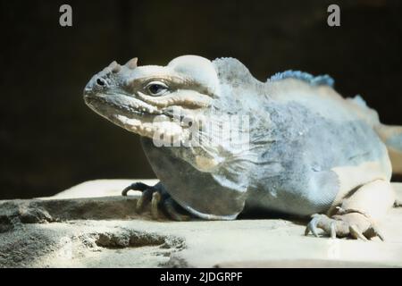 grand iguana allongé sur une pierre. Peigne épineux et peau squameuse. Photo d'animal d'un reptile Banque D'Images