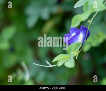 Photo macro de petits pétales de fleurs délicats de couleur violette et blanche sur une vigne à feuilles vertes. Arrière-plan flou des feuilles. Banque D'Images