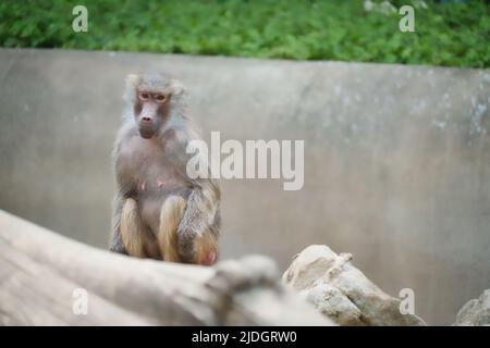 Babouin sur le rocher. Singes décontractés qui vivent dans l'association familiale. Grands singes. Photo d'animal de mammifère africain Banque D'Images