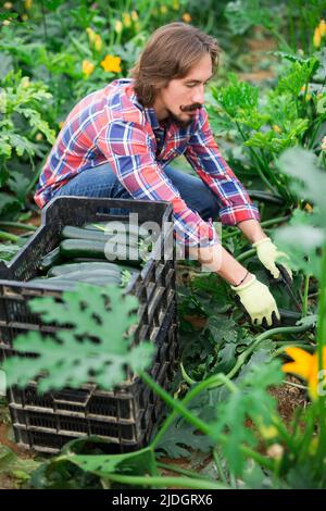 Bon jardinier mâle avec des courgettes mûres en serre Banque D'Images