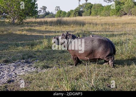 Hippopotame marchant dans l'herbe à Moremi Botswana Banque D'Images