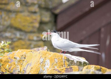 Sterne arctique sur l'intérieur de Farne, îles Farne, Northumberland Banque D'Images