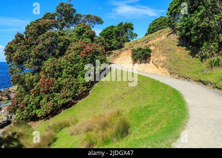 Un arbre pohutukawa avec des fleurs rouges d'été à côté d'une piste de marche sur le mont Maunganui, en Nouvelle-Zélande Banque D'Images