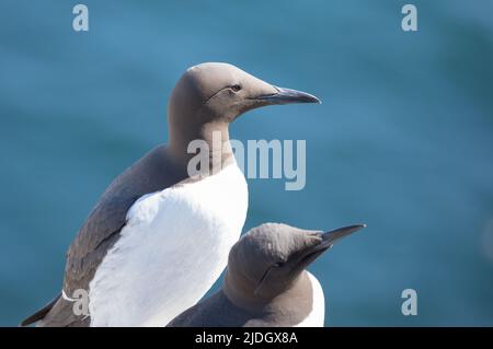 Guillemot sur les îles Farne Banque D'Images