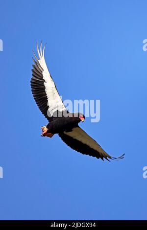 Bateleur adulte en vol à Moremi Botswana Banque D'Images