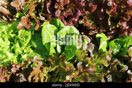 Salade biologique mixte croustillante - différentes couleurs et variétés. Banque D'Images