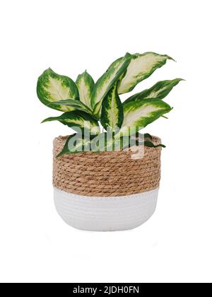 Dieffenbachia Compacta ou plante muet de cannes dans le fachon de mer tissé à la main à la mode et cachepot de coton. Maison d'intérieur canne stupide ou plante de Dieffenbachia, isolée sur fond blanc avec chemin de coupure. Jungle urbaine Banque D'Images