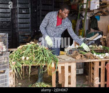 Un travailleur afro-américain épluche les oignons dans le magasin de légumes Banque D'Images