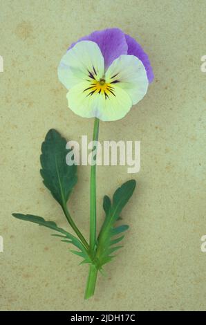 Gros plan d'une fleur simple mauve et crème avec tige et feuilles de Pansy ou de Viola tricolor couché sur du papier antique Banque D'Images