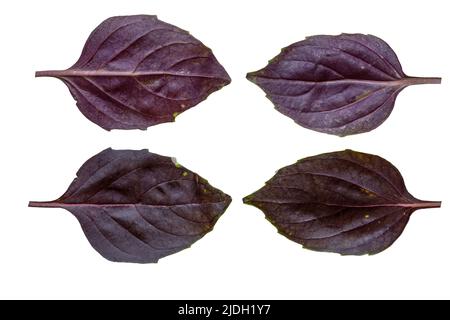 Photo de gros plan de basilic rouge, violet et foncé sur fond blanc isolé. Banque D'Images