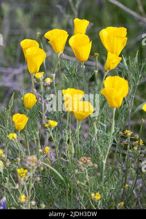 Pavot californien, pavot de Californie, pavot d'or (Eschscholzia californica), floraison, États-Unis, Arizona, Sonoran Banque D'Images
