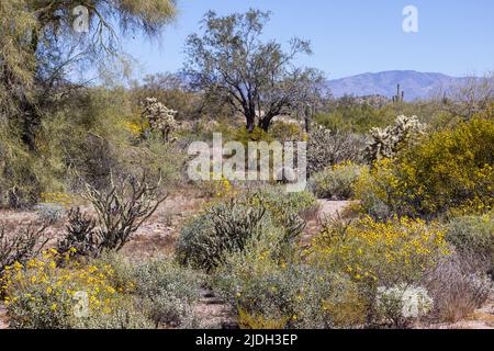 Le désert de Sonora en pleine floraison au printemps à la Bush Highway, États-Unis, Arizona, Sonoran Banque D'Images