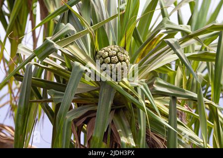 PIN à vis polynésien (Pandanus tectorius), fruit immature sur un arbre, États-Unis, Hawaï, Maui Banque D'Images