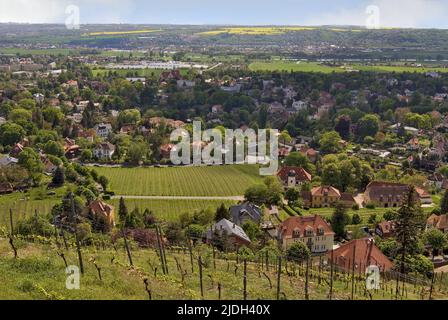 Vue sur la vallée de l'Elbe, site classé au patrimoine mondial, vue depuis les vignobles de Radebeul, Allemagne, Saxe, Radebeul Banque D'Images