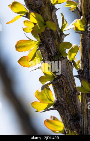 Ocotillo, Coachwhip, personnel de Jacob, Vine Cactus (Fouquieria splendens), détail, feuilles en contre-jour, États-Unis, Arizona, Sonoran Banque D'Images