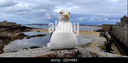 Goéland argenté (Larus argentatus), repose sur un mur de la ville et regarde autour, poney point sur le dessous du bec, France, Bretagne, Saint-Malo Banque D'Images