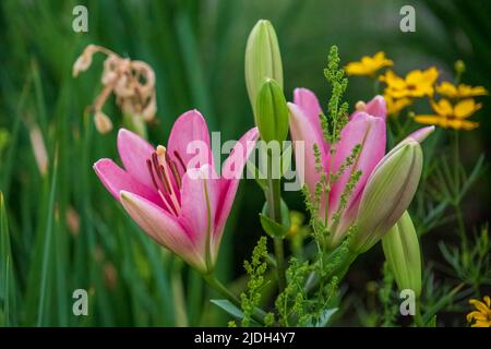 groupe de lys roses dans le jardin avant Banque D'Images