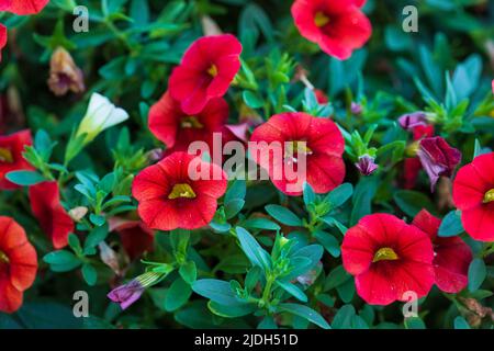 gros plan de millions de cloches rouges de fleurs qui s'épaississent chaque jour Banque D'Images