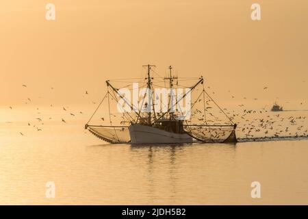 Chalutier de pêche dans la mer du Nord, Buesum, Schleswig-Holstein, Allemagne Banque D'Images