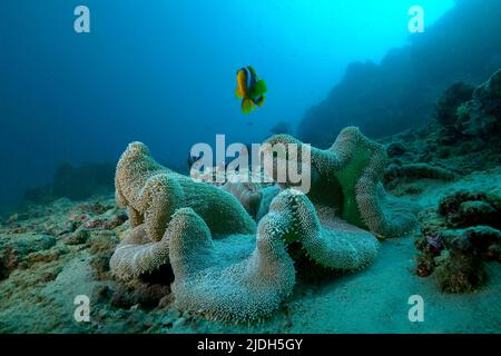 La vie sur le récif de corail de Mayotte lagon Océan Indien Banque D'Images