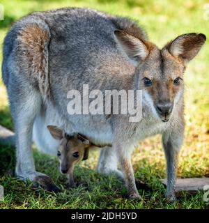 Wallaby à col rouge (Macropus rufogriseus) avec la tête de joey dépassant de la poche Banque D'Images