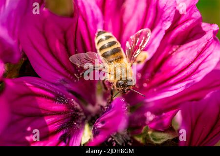 Abeille, abeille occidentale européenne assise sur fleur pourpre Banque D'Images