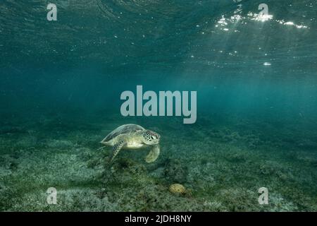 Tortue verte de mer paissant sur des herbiers marins dans le lagon de Mayotte, une rencontre paisible mettant en valeur la biodiversité marine et la beauté naturelle. Banque D'Images