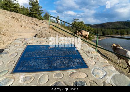 Jasper, Alberta, Canada - 4 mai 2021 : sentier Old fort point. Rivière Athabasca, parc national Jasper, Rocheuses canadiennes. Banque D'Images