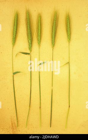 Cinq tiges de Wall Barley ou de Hordeum murinum avec leurs têtes de semis vertes sur papier antique Banque D'Images