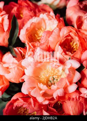 Fond de fleurs de pivoine corail gros plan. Fond floral en plein soleil Banque D'Images