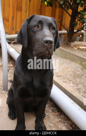 Photographie d'un Labrador retriever noir. Labrador chiot en gros plan. Visage de chien noir, yeux, oreilles, nez, pattes. Animaux dans le jardin. Photographie macro. Banque D'Images