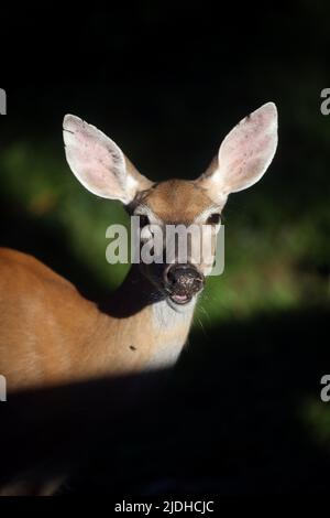 Morristown, New Jersey, États-Unis. 21st juin 2022. Un cerf de Virginie cherche de la nourriture dans la lumière tôt le matin dans la cour à Morristown, N.J. Le troupeau de cerfs du New Jersey est une composante majeure du paysage dans toutes les régions de l'État, sauf les plus urbanisées. (Image de crédit : © Bob Karp/ZUMA Press Wire) Banque D'Images