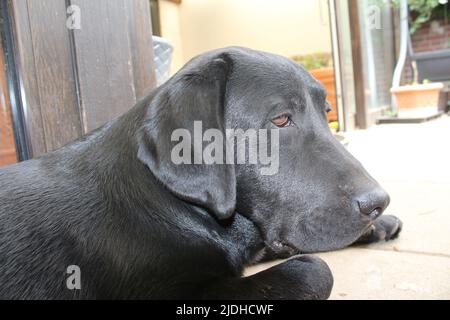 Photographie d'un Labrador retriever noir. Labrador chiot en gros plan. Visage de chien noir, yeux, oreilles, nez, pattes. Animaux dans le jardin. Photographie macro. Banque D'Images