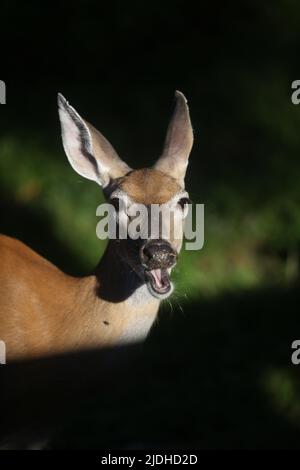 Morristown, New Jersey, États-Unis. 21st juin 2022. Un cerf de Virginie cherche de la nourriture dans la lumière tôt le matin dans la cour à Morristown, N.J. Le troupeau de cerfs du New Jersey est une composante majeure du paysage dans toutes les régions de l'État, sauf les plus urbanisées. (Image de crédit : © Bob Karp/ZUMA Press Wire) Banque D'Images