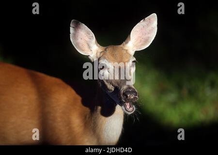 Morristown, New Jersey, États-Unis. 21st juin 2022. Un cerf de Virginie cherche de la nourriture dans la lumière tôt le matin dans la cour à Morristown, N.J. Le troupeau de cerfs du New Jersey est une composante majeure du paysage dans toutes les régions de l'État, sauf les plus urbanisées. (Image de crédit : © Bob Karp/ZUMA Press Wire) Banque D'Images