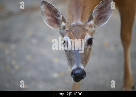 Morristown, New Jersey, États-Unis. 21st juin 2022. Un cerf de Virginie cherche de la nourriture dans la lumière tôt le matin dans la cour à Morristown, N.J. Le troupeau de cerfs du New Jersey est une composante majeure du paysage dans toutes les régions de l'État, sauf les plus urbanisées. (Image de crédit : © Bob Karp/ZUMA Press Wire) Banque D'Images