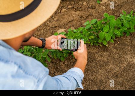 Agriculteur photographiant des récoltes avec le téléphone dans son champ de soja en pleine croissance. Banque D'Images