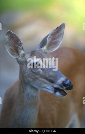 Morristown, New Jersey, États-Unis. 21st juin 2022. Un cerf de Virginie cherche de la nourriture dans la lumière tôt le matin dans la cour à Morristown, N.J. Le troupeau de cerfs du New Jersey est une composante majeure du paysage dans toutes les régions de l'État, sauf les plus urbanisées. (Image de crédit : © Bob Karp/ZUMA Press Wire) Banque D'Images