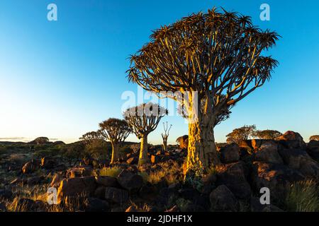 Les arbres et les rochers de quiver en fin d'après-midi éclairent la Namibie Banque D'Images