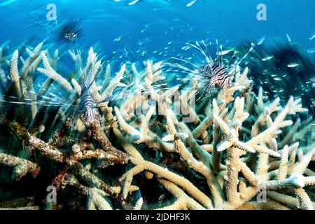La vie sur le récif de Mayotte lagon océan Indien Banque D'Images