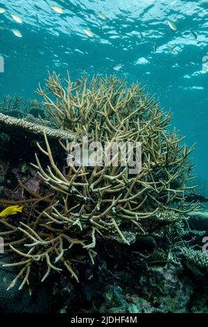 La vie sur le récif de Mayotte lagon océan Indien Banque D'Images