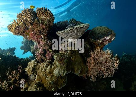 La vie sur le récif de Mayotte lagon océan Indien Banque D'Images