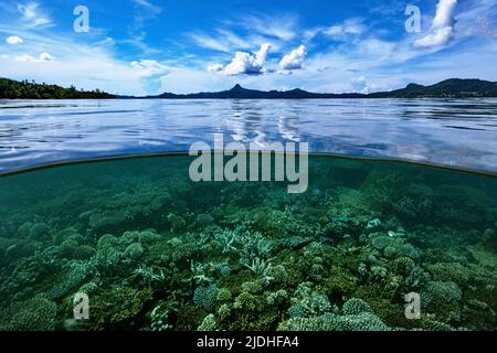 La vie sur le récif de Mayotte lagon océan Indien Banque D'Images