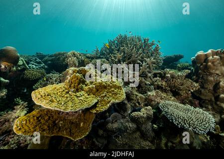 La vie sur le récif de Mayotte lagon océan Indien Banque D'Images