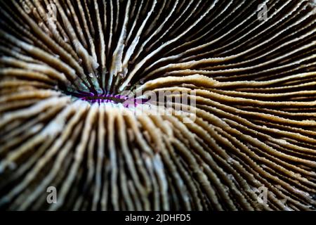 La vie sur le récif de Mayotte lagon océan Indien Banque D'Images