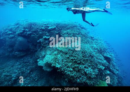 La vie sur le récif de Mayotte lagon océan Indien Banque D'Images